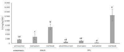 Silicon Uptake and Localisation in Date Palm (Phoenix dactylifera) – A Unique Association With Sclerenchyma